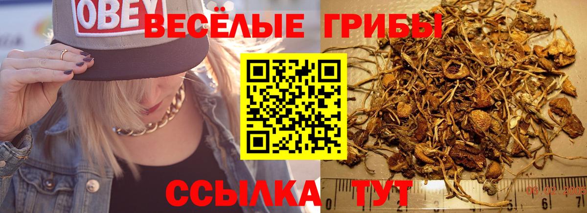 Касимов  Галлюциногенные грибы прущие грибы  Вход с VPN 